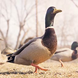 在线接收云短信验证码